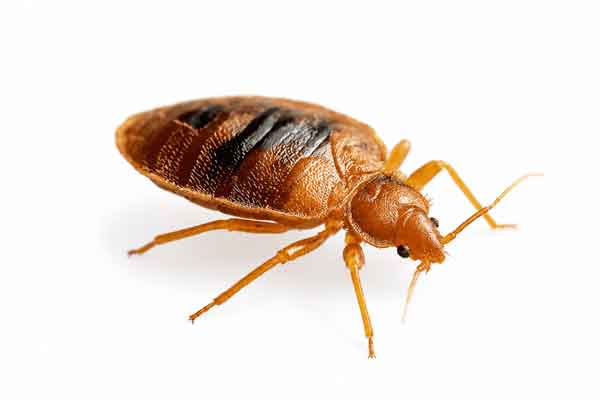 Bed Bug