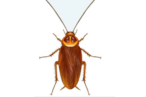 Cockroach