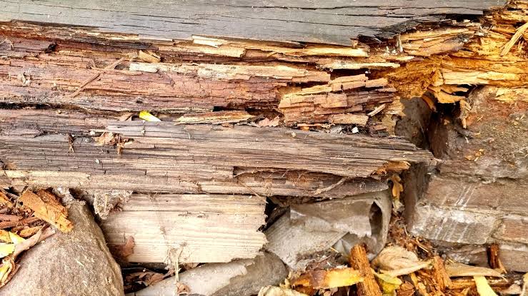 Log