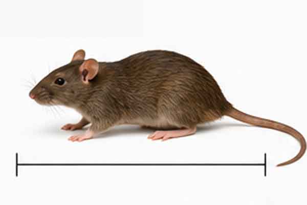 Rat Size