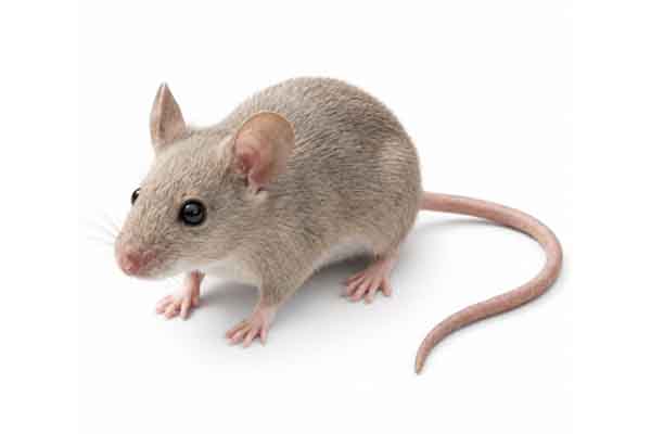 Rodent