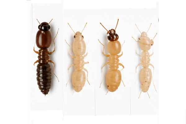 Termite Color