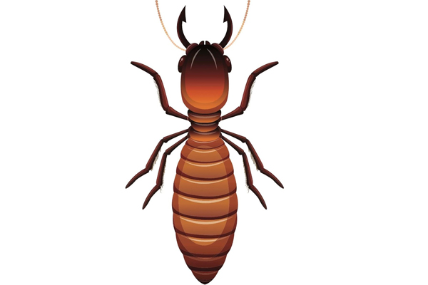Termite